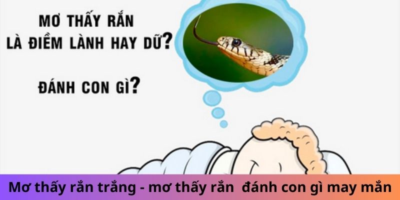 Mơ thấy rắn trắng - mơ thấy rắn vàng báo hiệu điều gì 