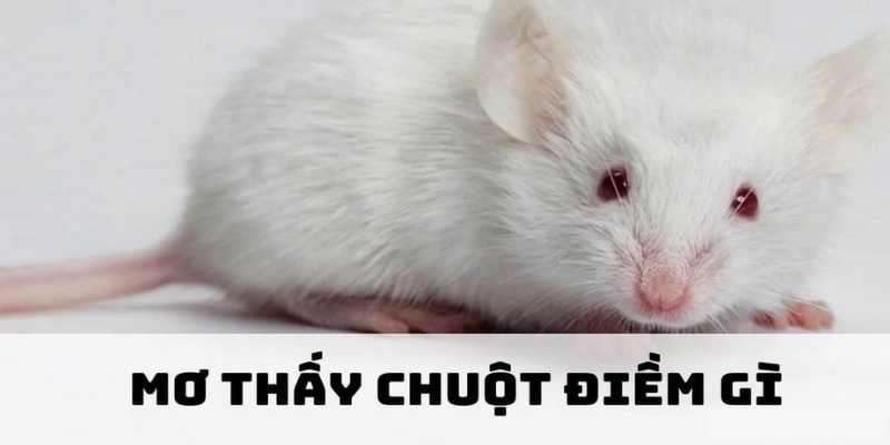 Mơ thấy chuột là điềm xấu